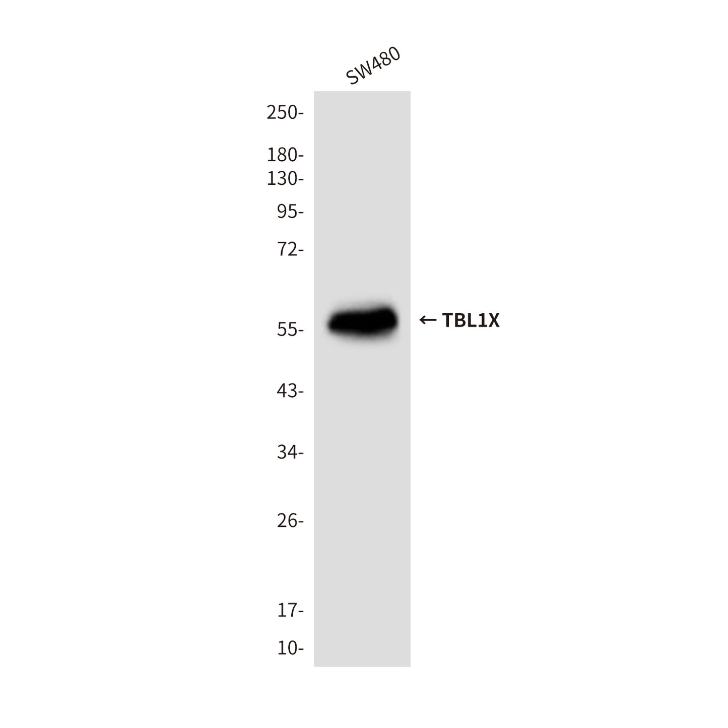 TBL1X (4H2) Mouse Monoclonal Antibody