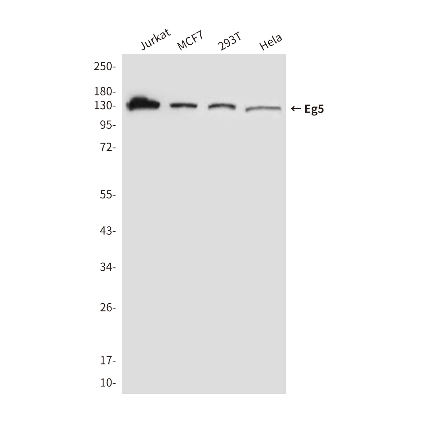 Eg5 (4H3) Mouse Monoclonal Antibody