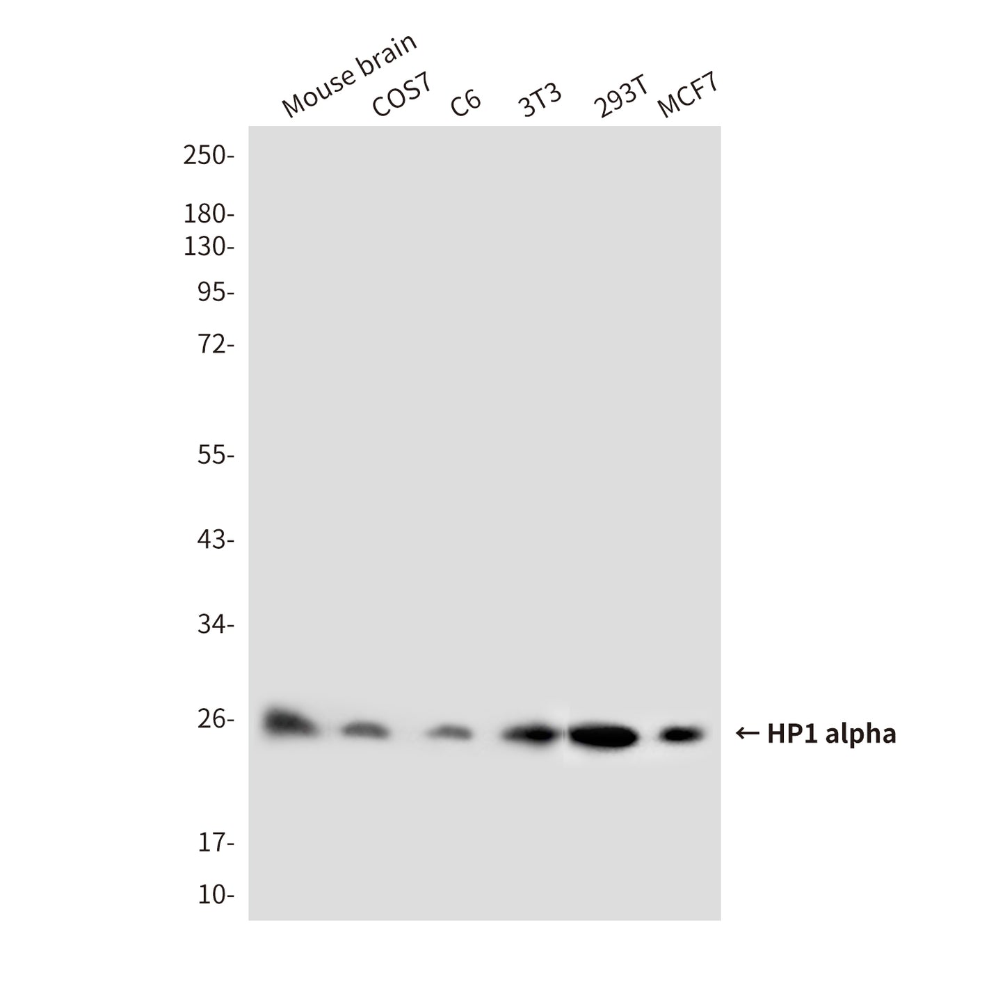 HP1 alpha (3G2) Mouse Monoclonal Antibody