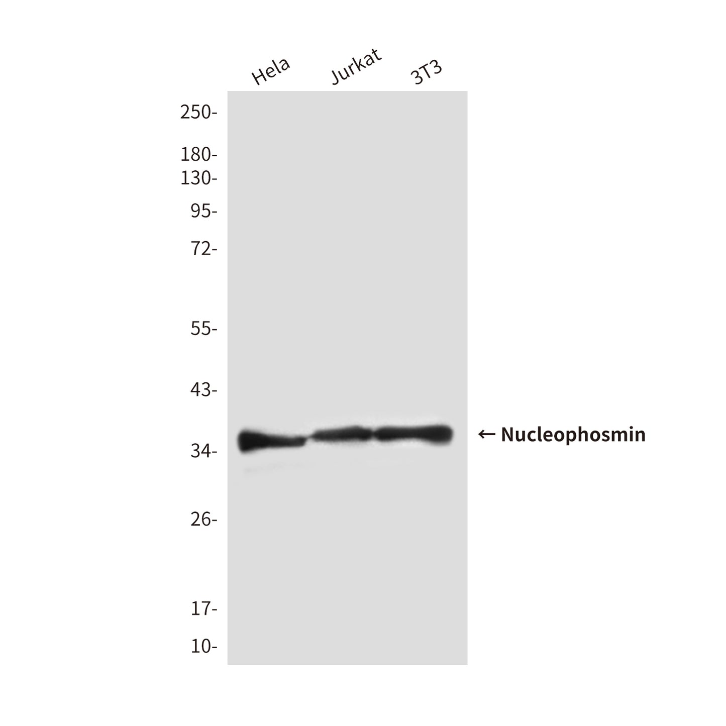 Nucleophosmin (2D9) Mouse Monoclonal Antibody