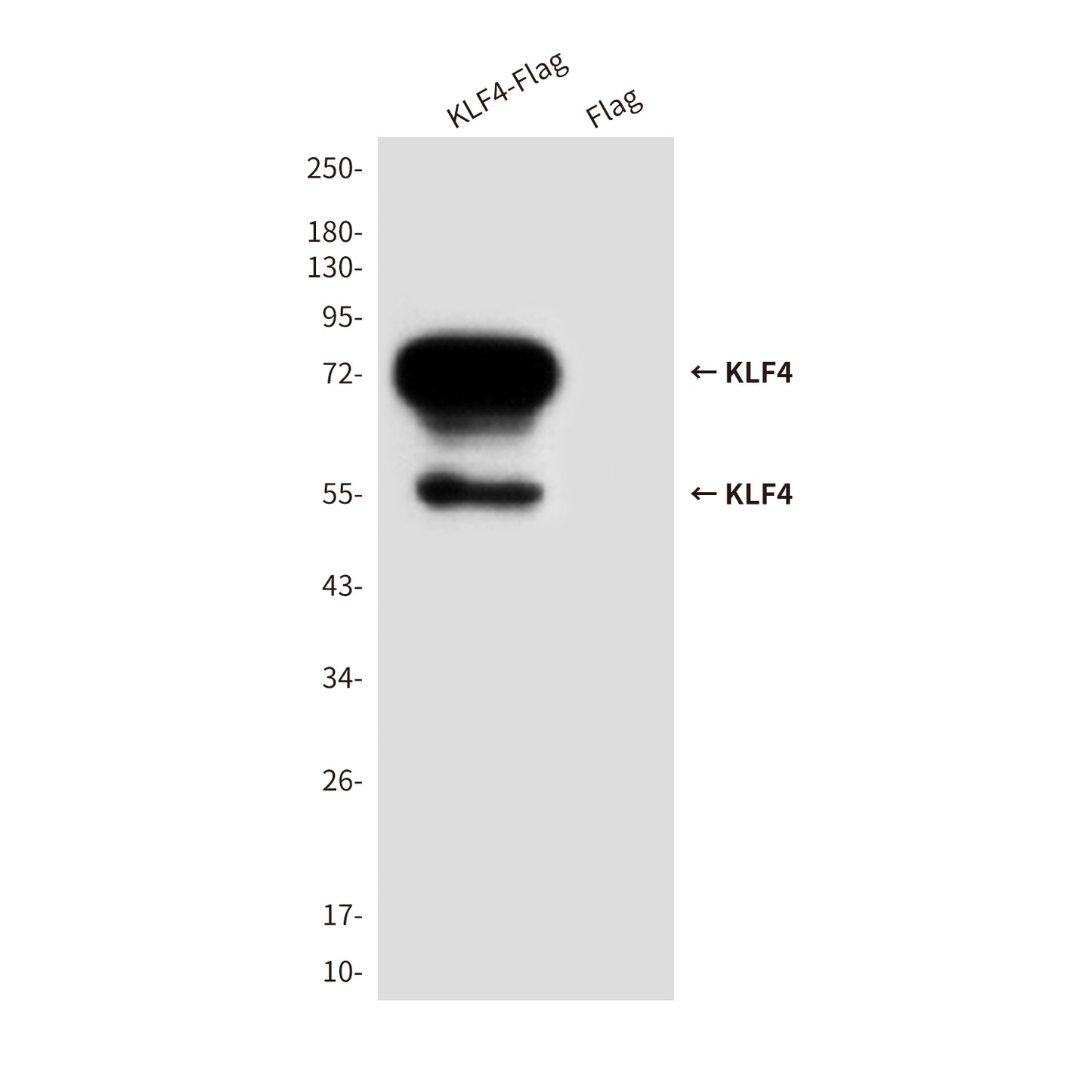 KLF4 (3B3) Mouse Monoclonal Antibody