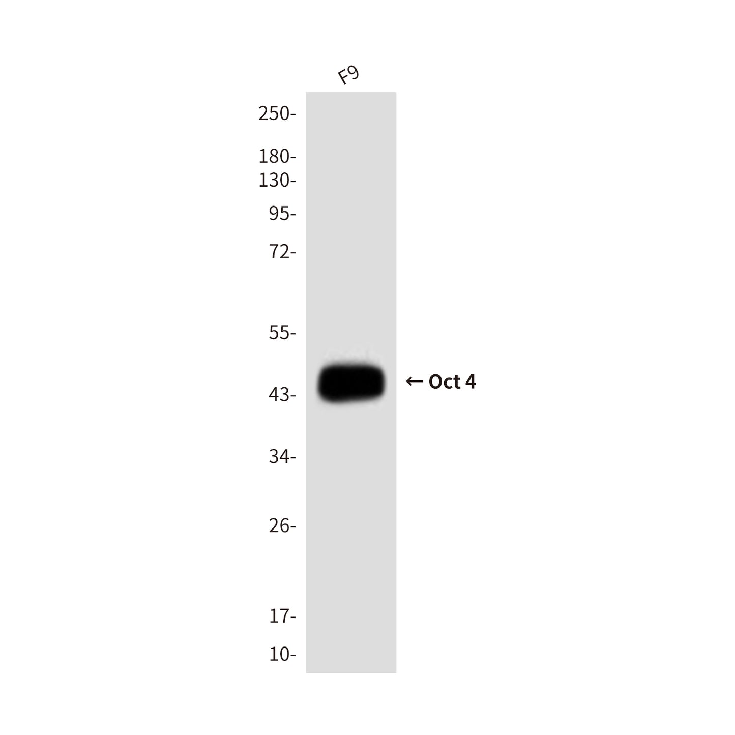 Oct-4 (3F5) Mouse Monoclonal Antibody