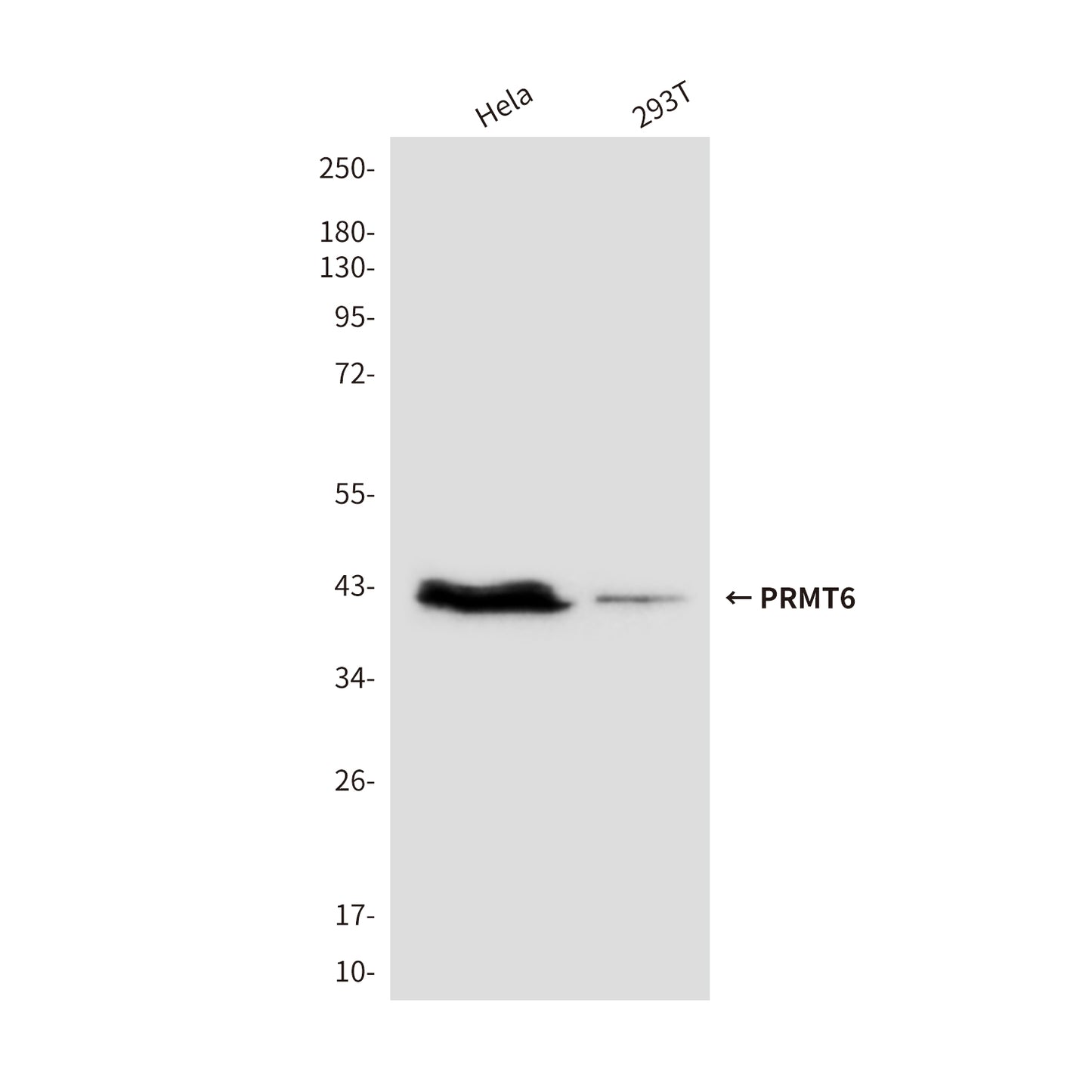 PRMT6 (2C3) Mouse Monoclonal Antibody