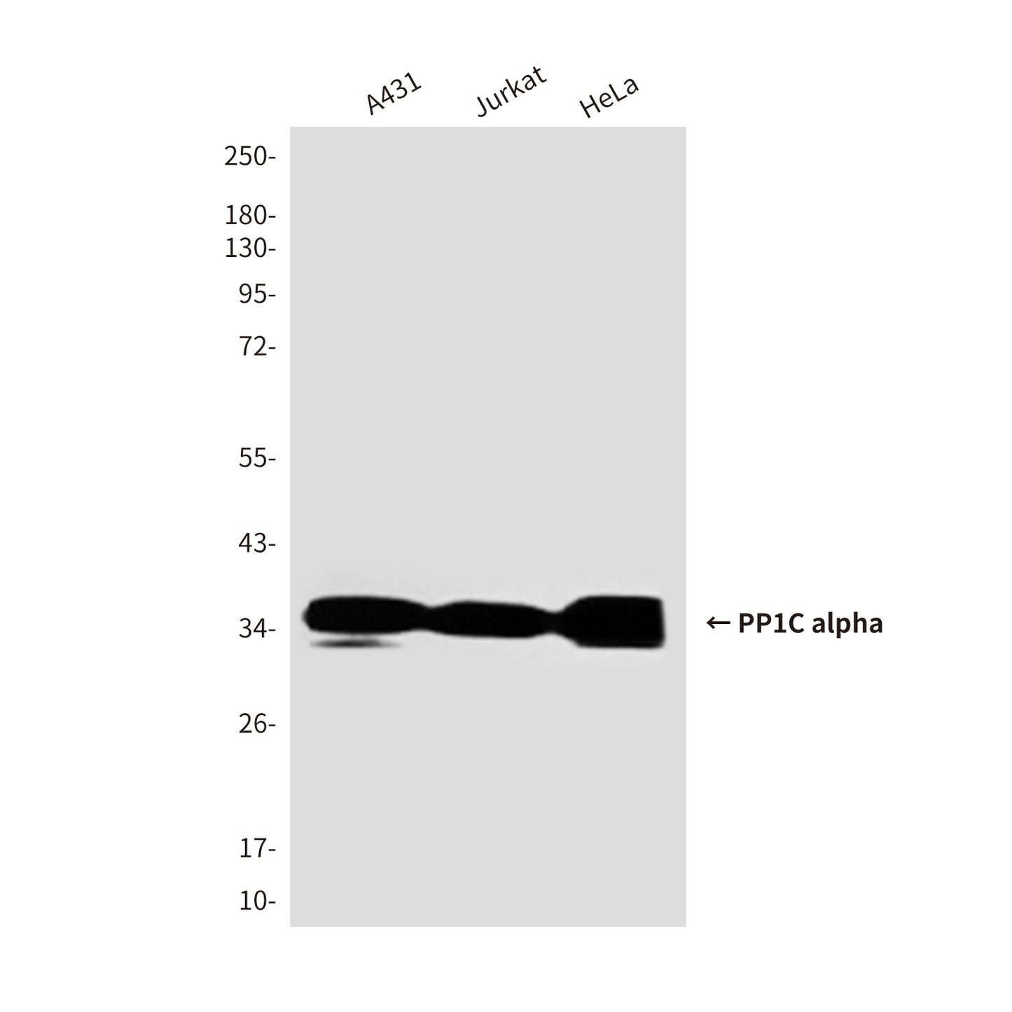 PP1C alpha (1C11) Mouse Monoclonal Antibody