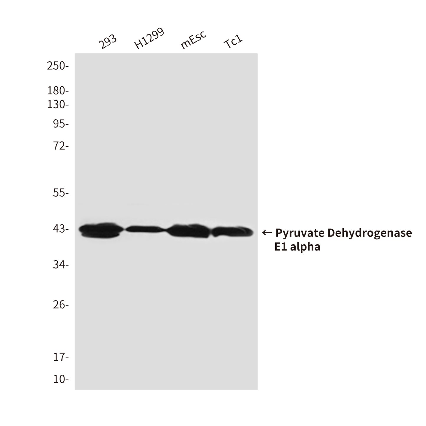 Pyruvate Dehydrogenase E1 alpha (3H2) Mouse Monoclonal Antibody