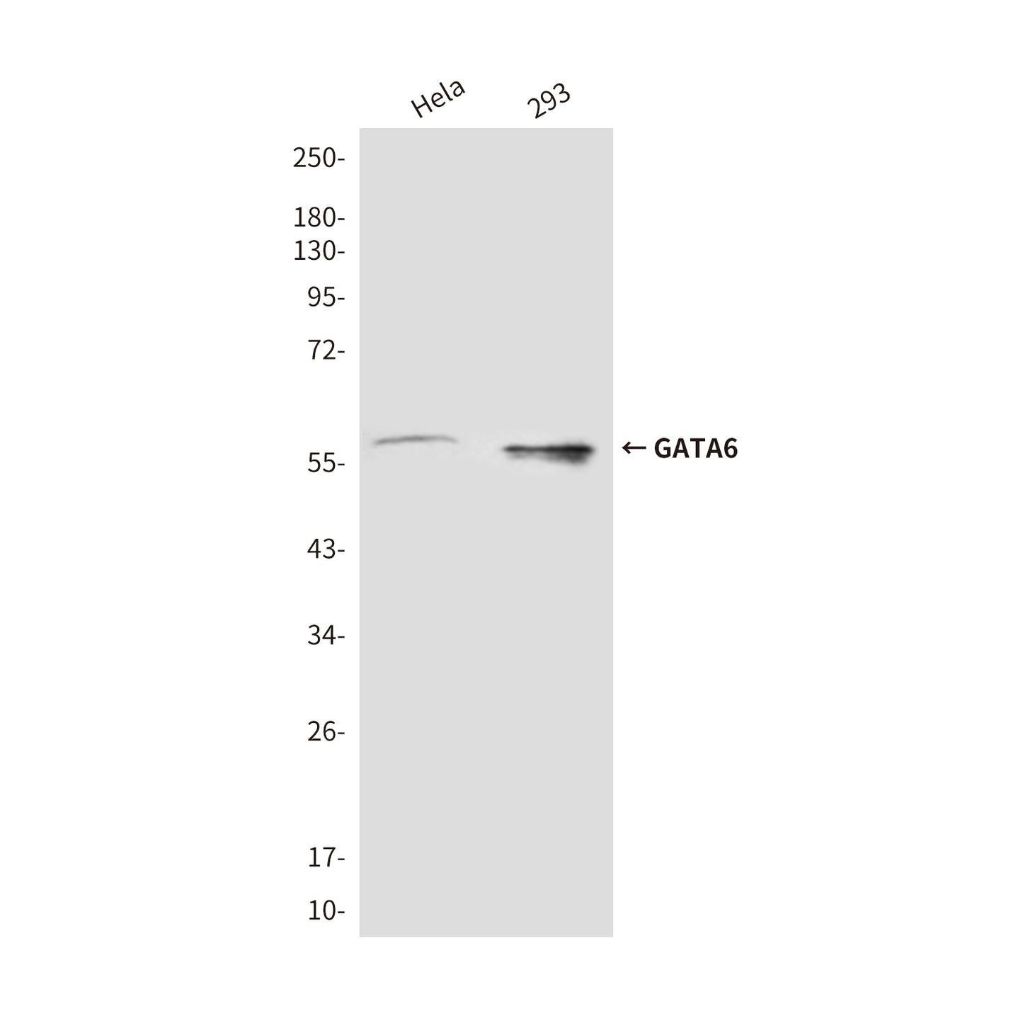 GATA6 (3H3) Mouse Monoclonal Antibody