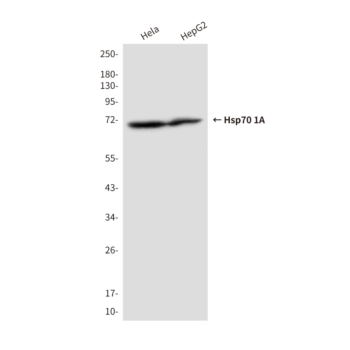 Hsp70 1A (2D4) Mouse Monoclonal Antibody