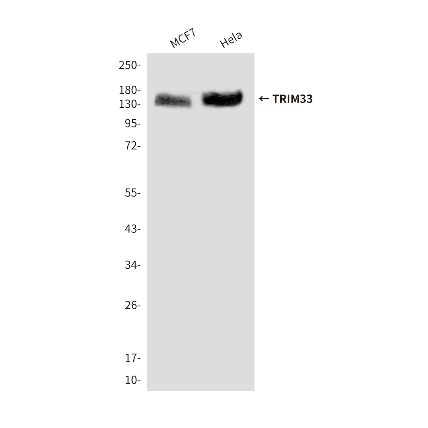 TRIM33 (3H7) Mouse Monoclonal Antibody