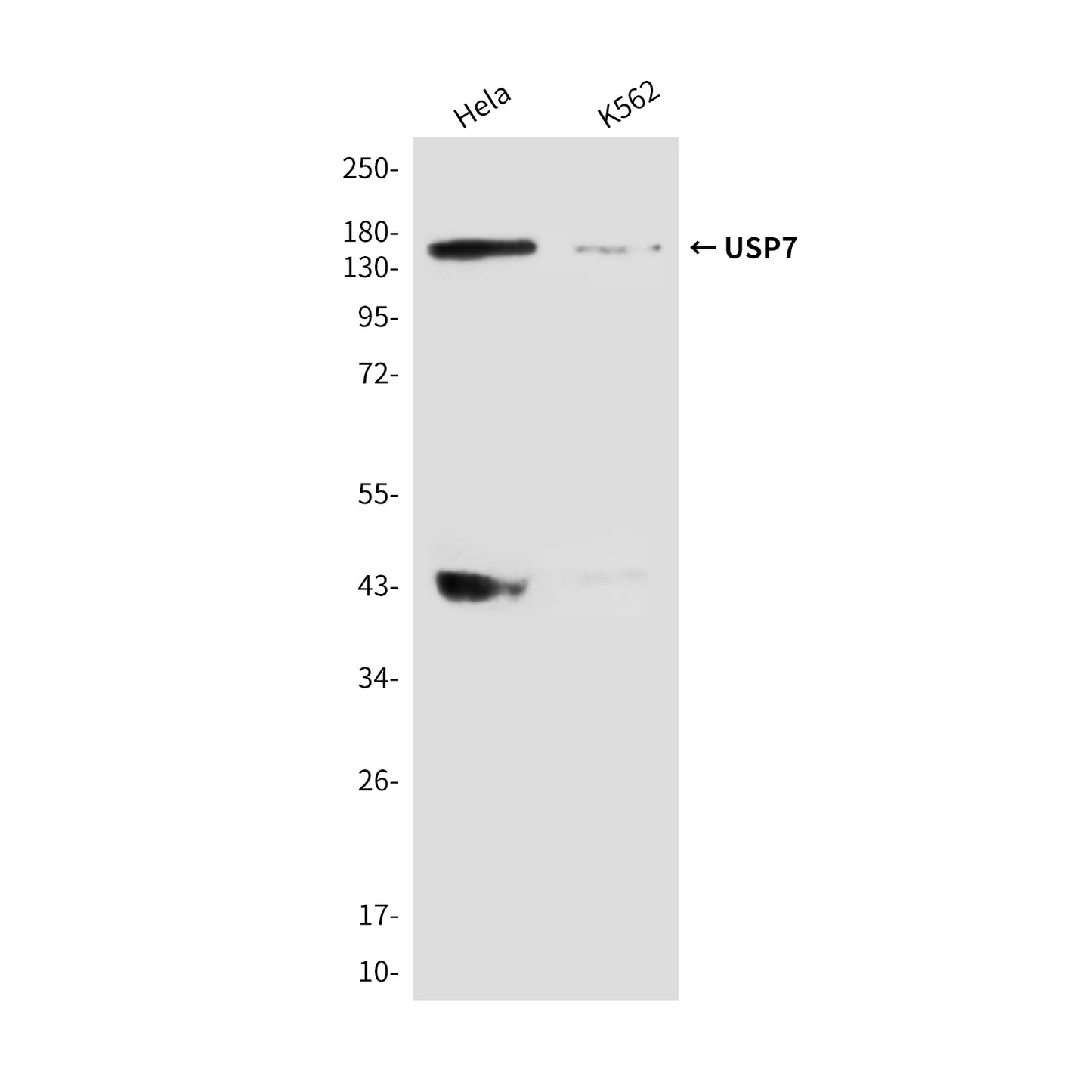 USP7 (3E4) Mouse Monoclonal Antibody