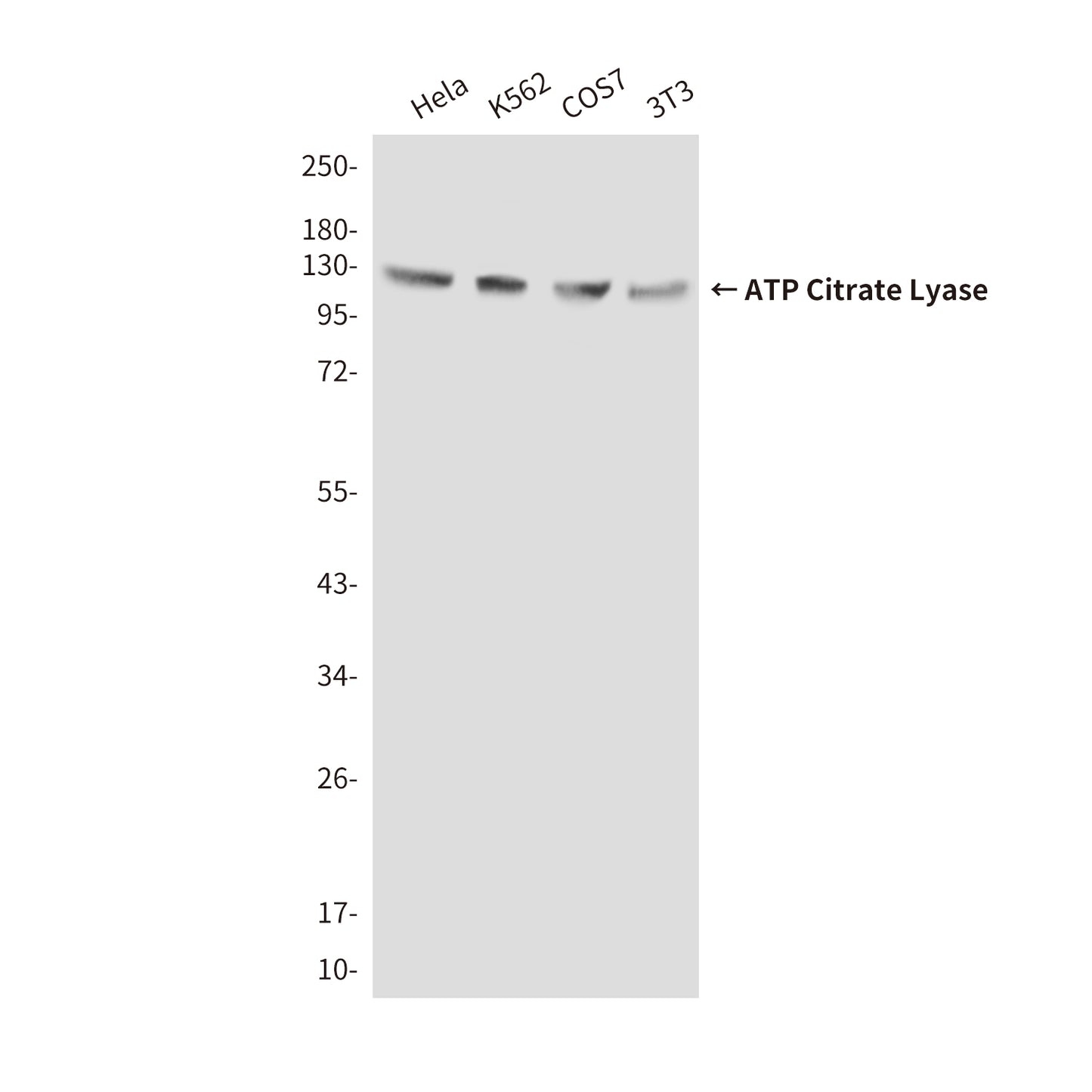 ATP Citrate Lyase (3D9) Mouse Monoclonal Antibody