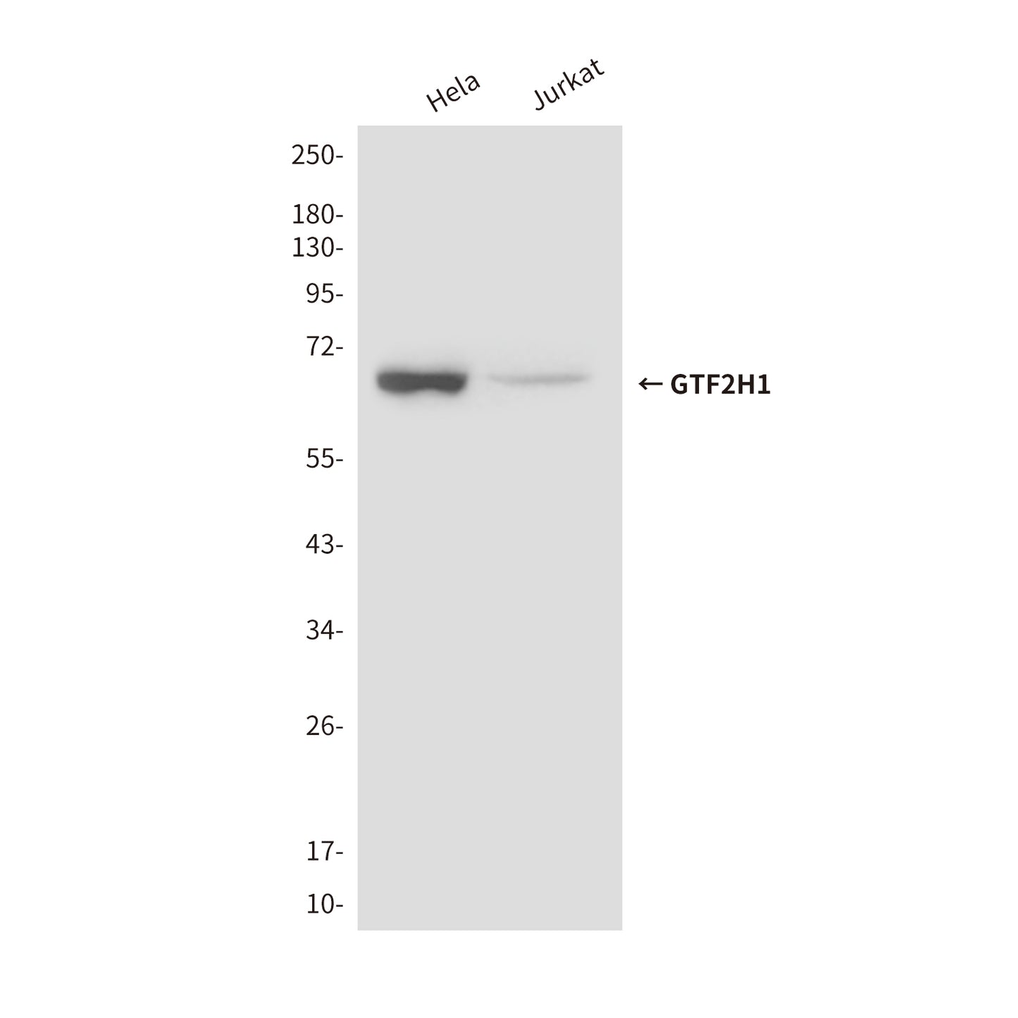 GTF2H1 (3E8) Mouse Monoclonal Antibody