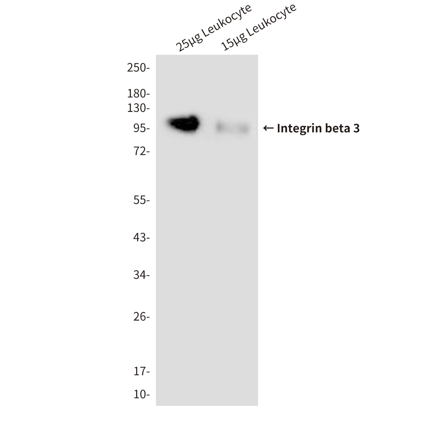 Integrin beta 3 (3C12) Mouse Monoclonal Antibody