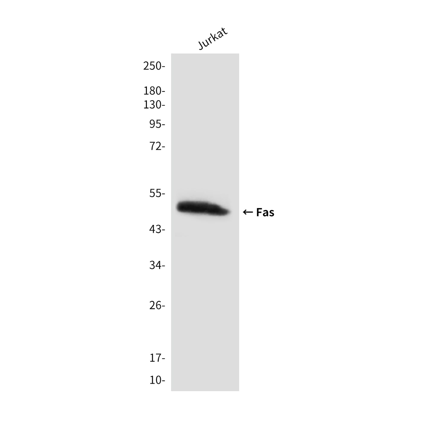 Fas (4C3) Mouse Monoclonal Antibody
