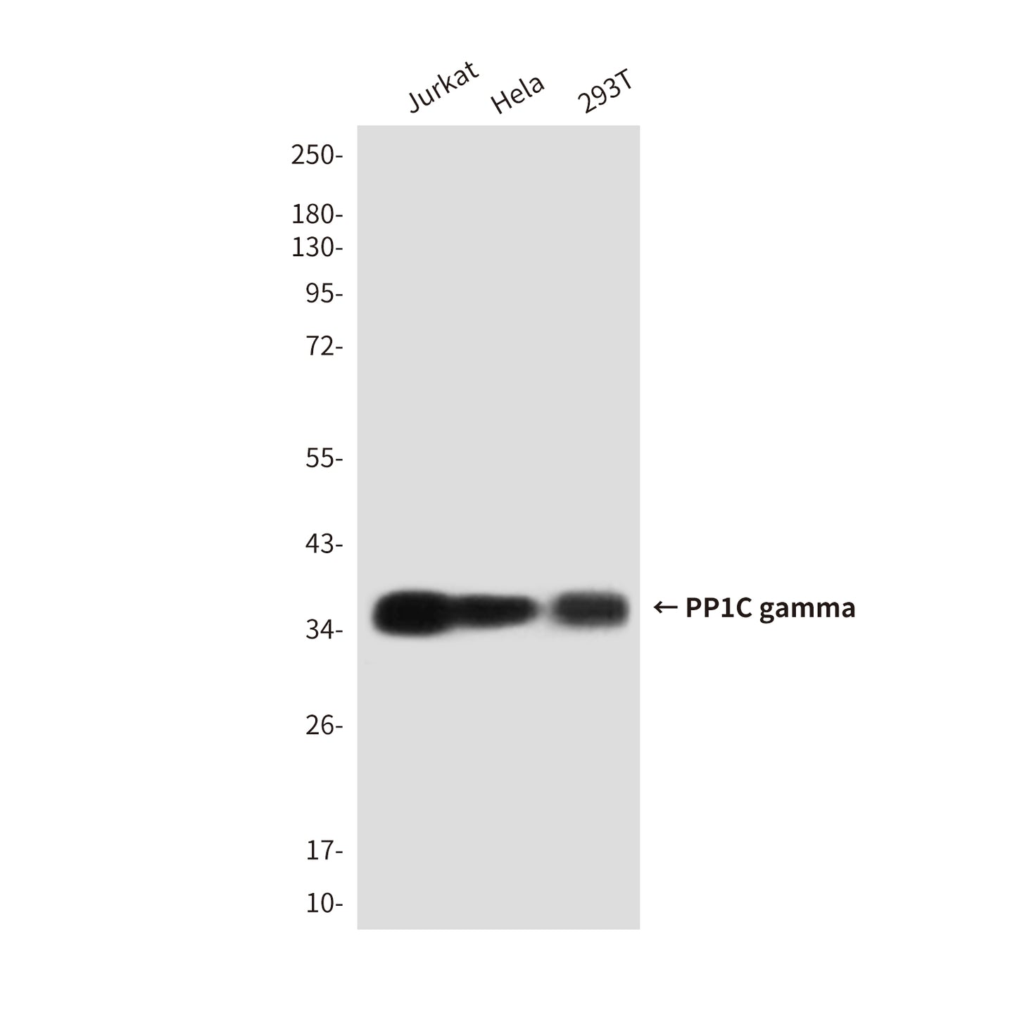 PP1C gamma (2F2A3) Mouse Monoclonal Antibody