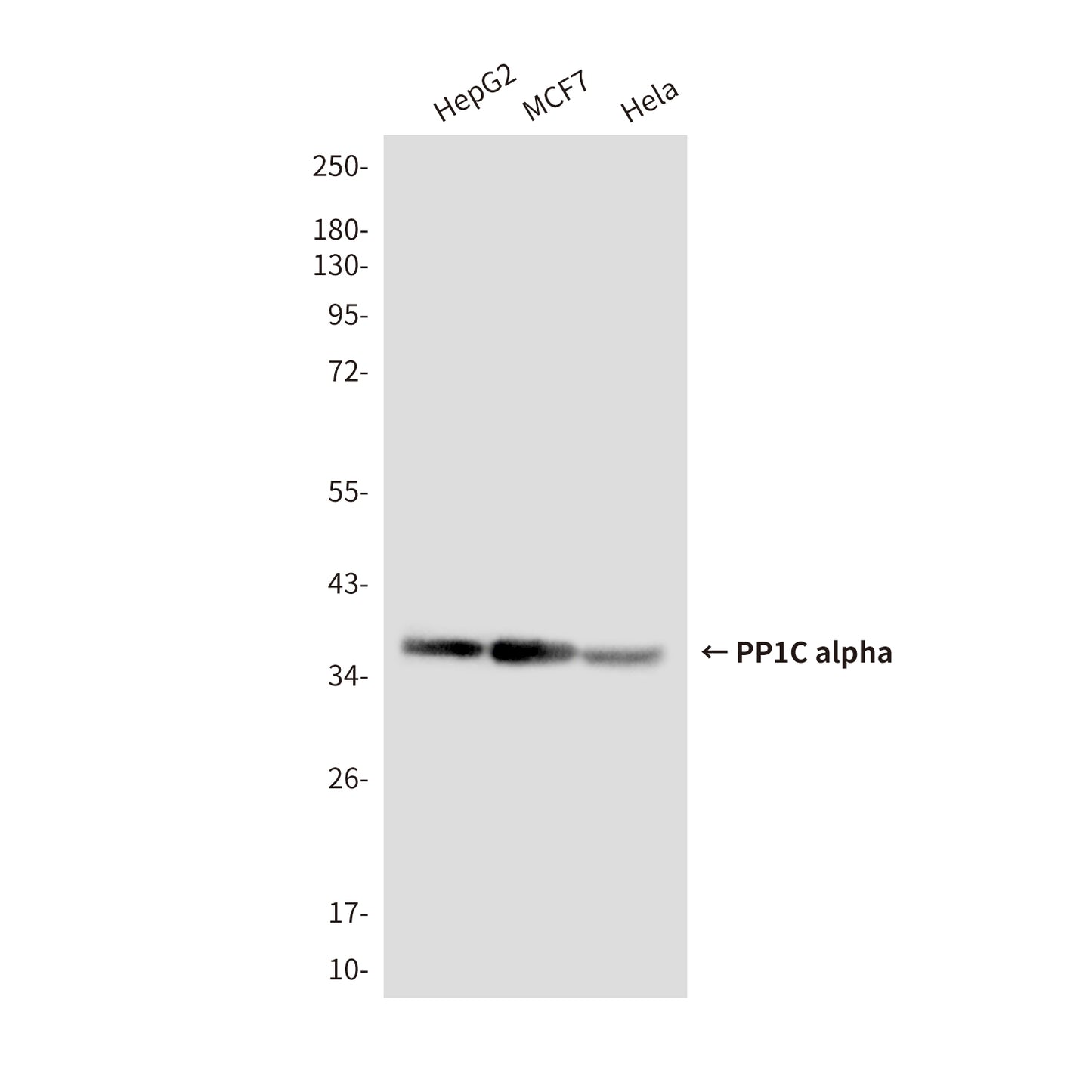 PP1C alpha (1H1) Mouse Monoclonal Antibody