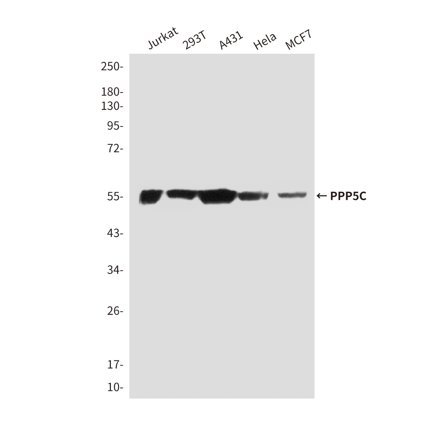 PPP5C (2F2F7) Mouse Monoclonal Antibody