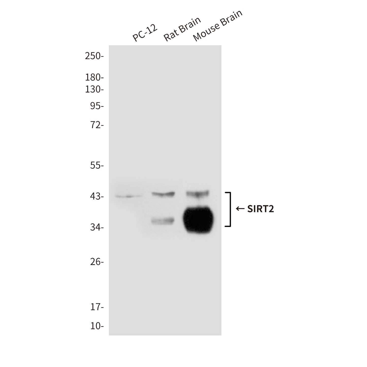 SIRT2 (1D4) Mouse Monoclonal Antibody
