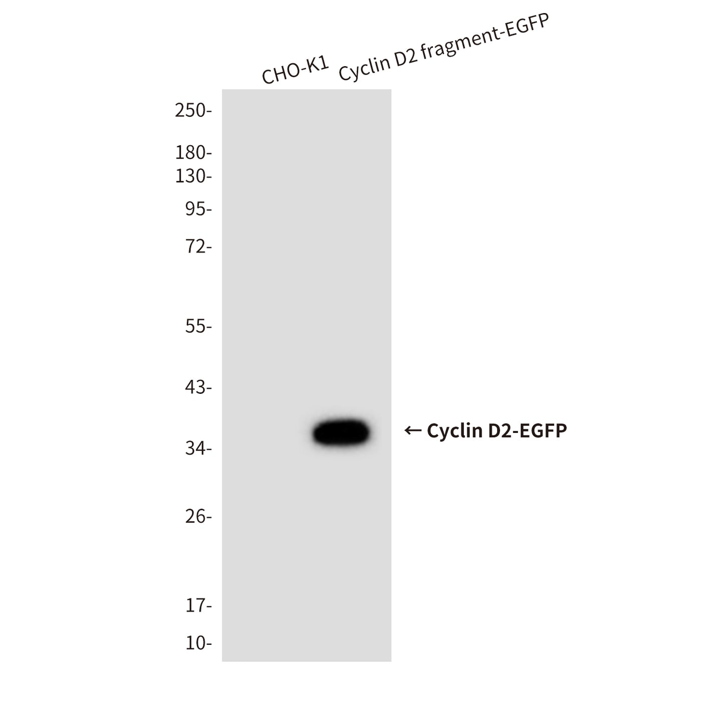 Cyclin D2 (6E11) Mouse Monoclonal Antibody