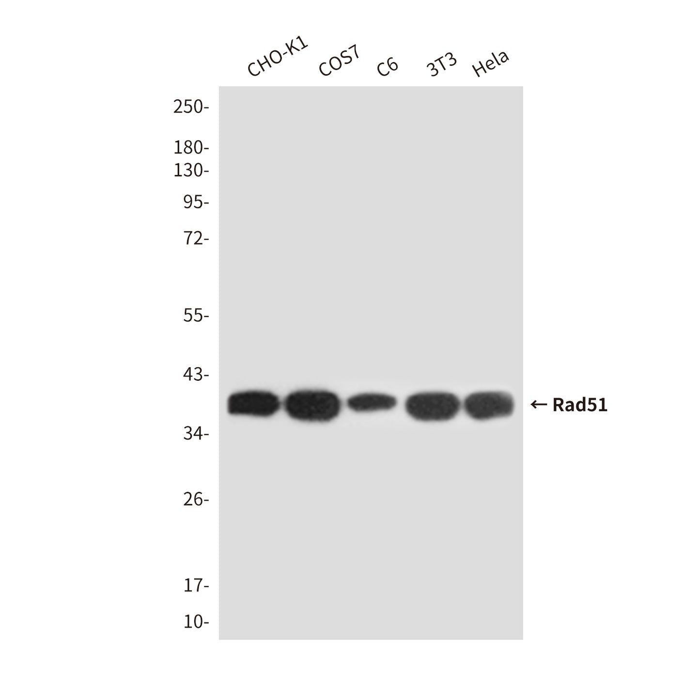 Rad51 (4H10) Mouse Monoclonal Antibody