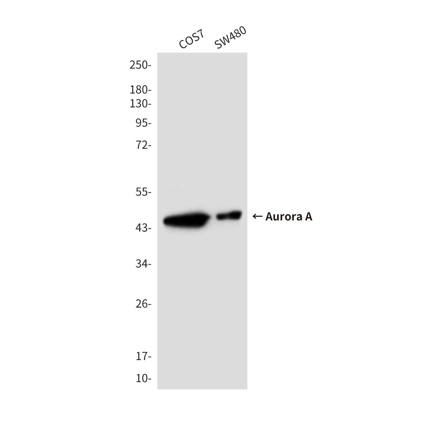 Aurora A (2E3) Mouse Monoclonal Antibody