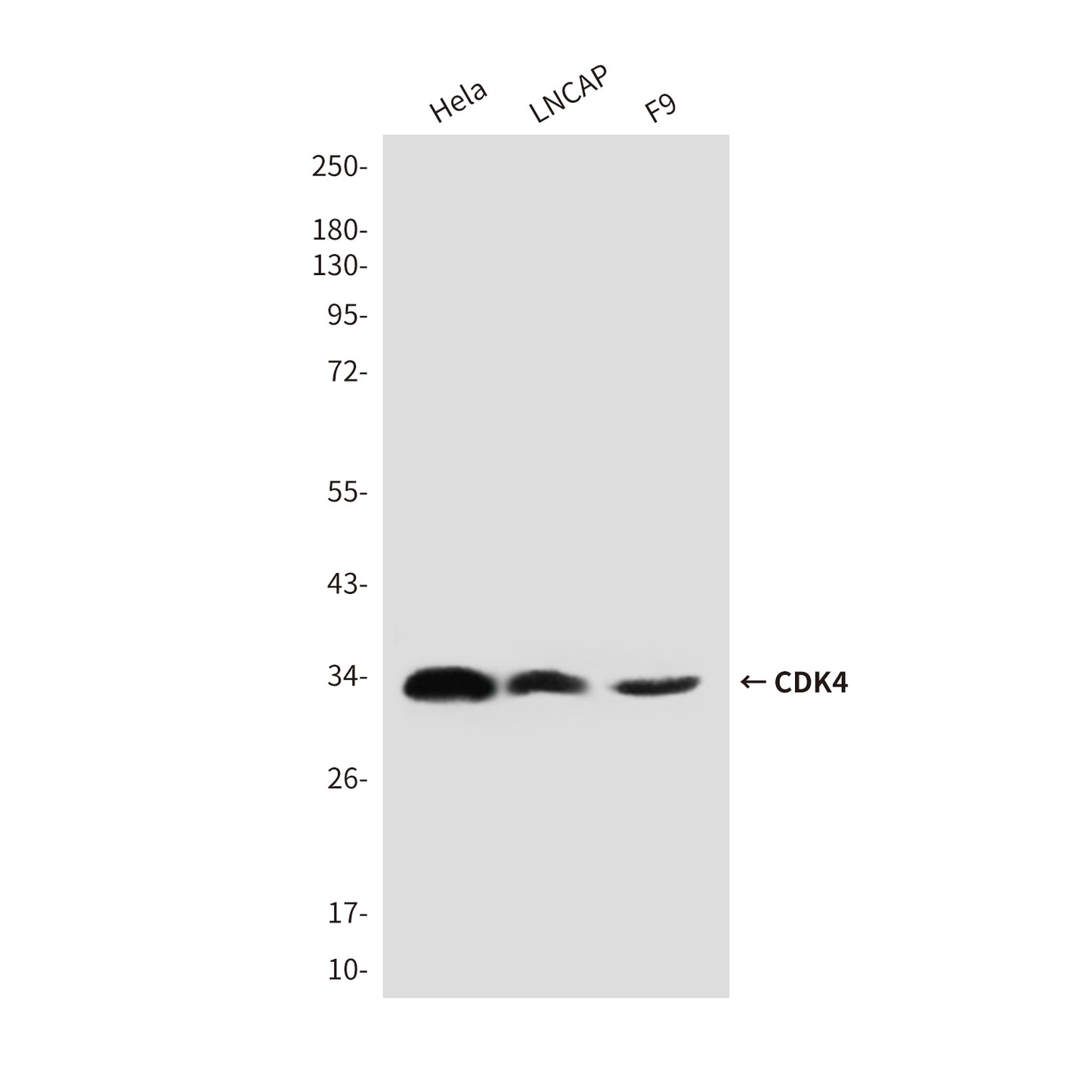 CDK4 (3F9) Mouse Monoclonal Antibody