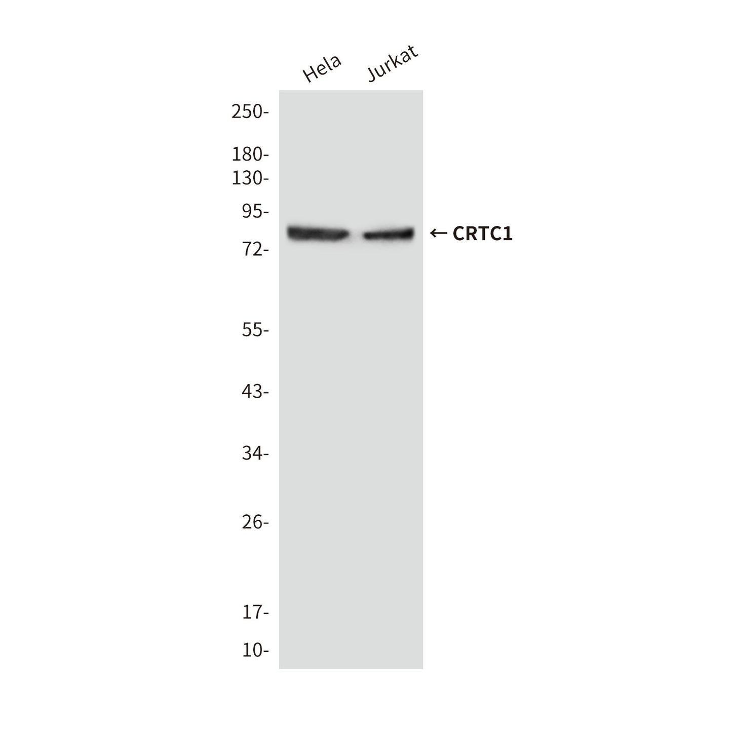 CRTC1 Mouse Monoclonal Antibody