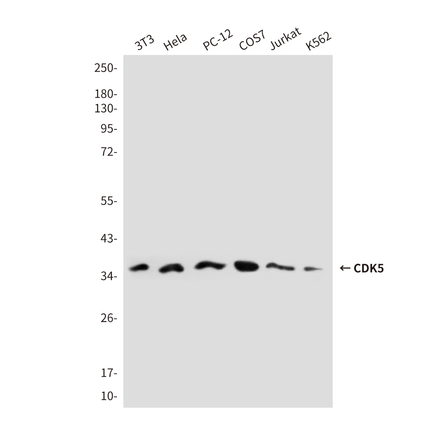 CDK5 (2E8) Mouse Monoclonal Antibody
