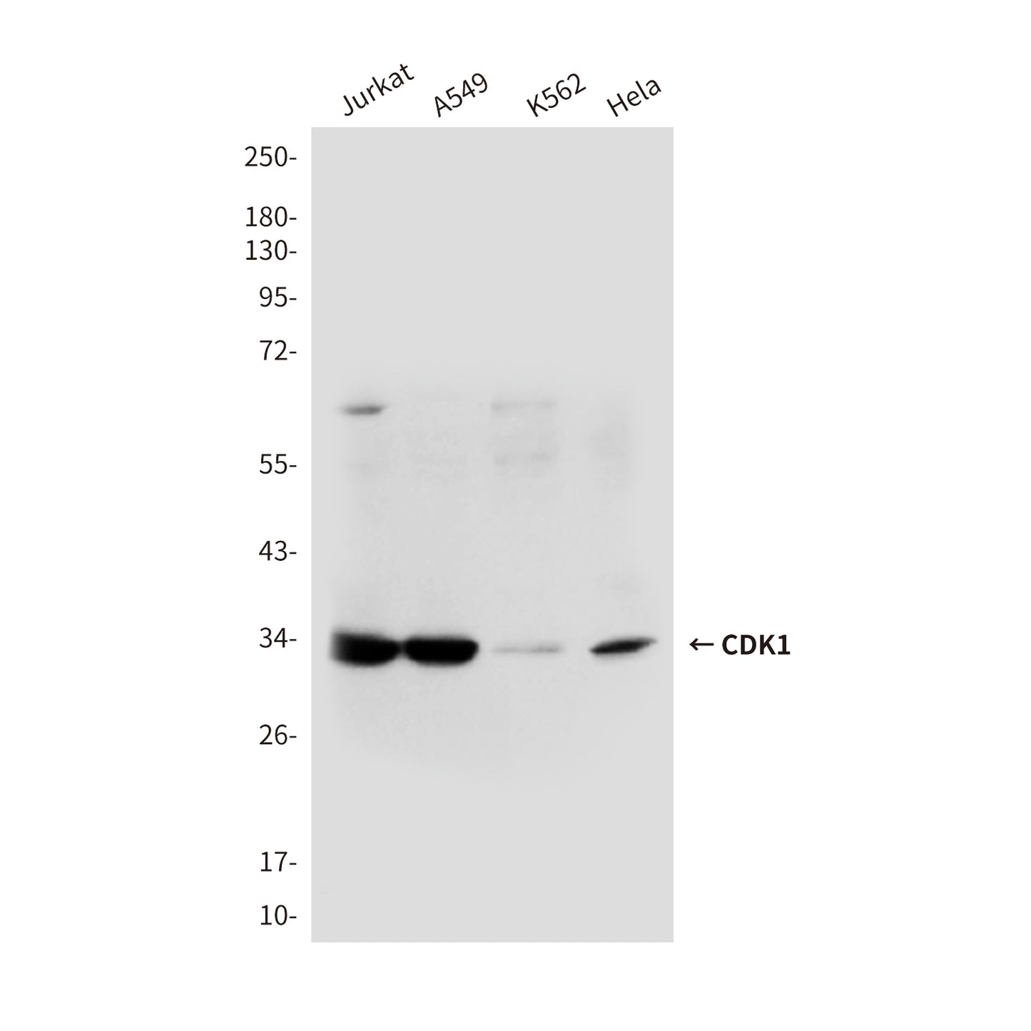 CDK1 (3B9) Mouse Monoclonal Antibody