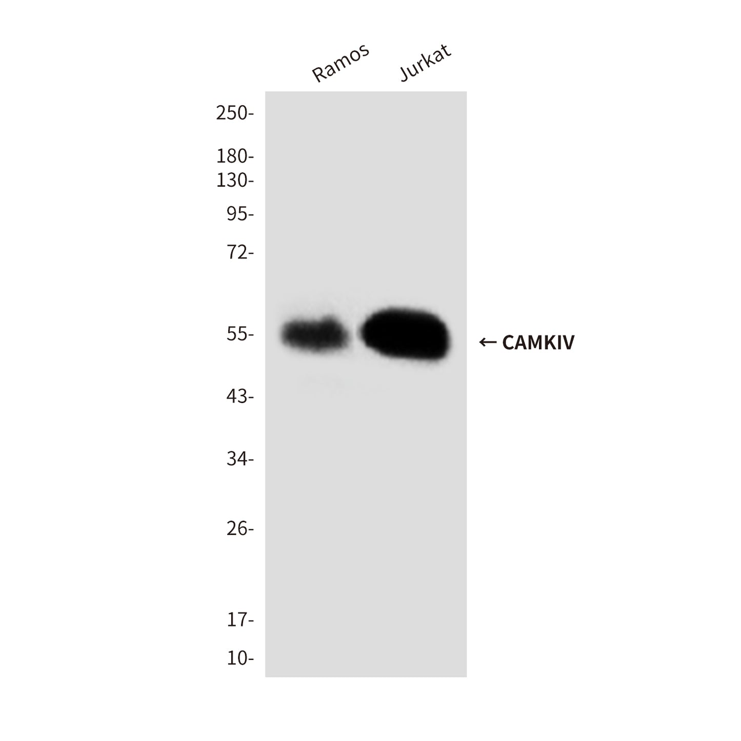 CAMKIV (3C10) Mouse Monoclonal Antibody