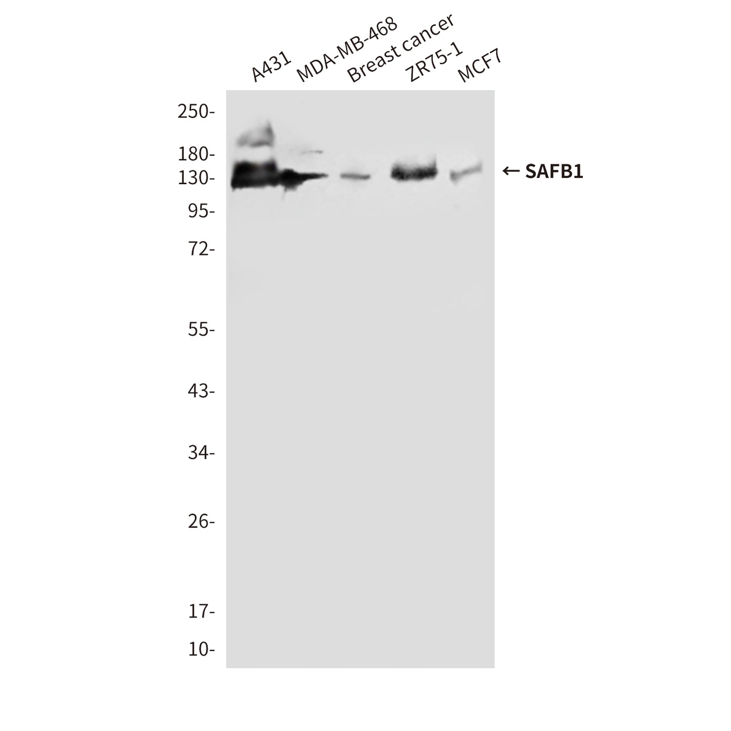 SAFB1 (2E8) Mouse Monoclonal Antibody