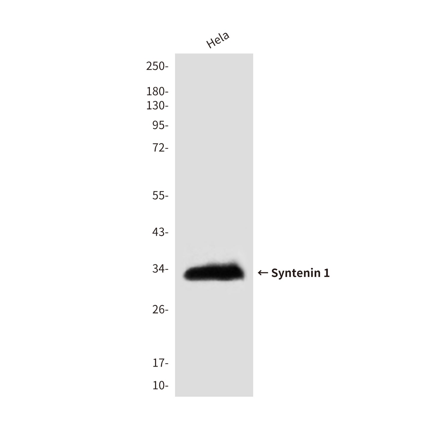 Syntenin 1 (3D9) Mouse Monoclonal Antibody