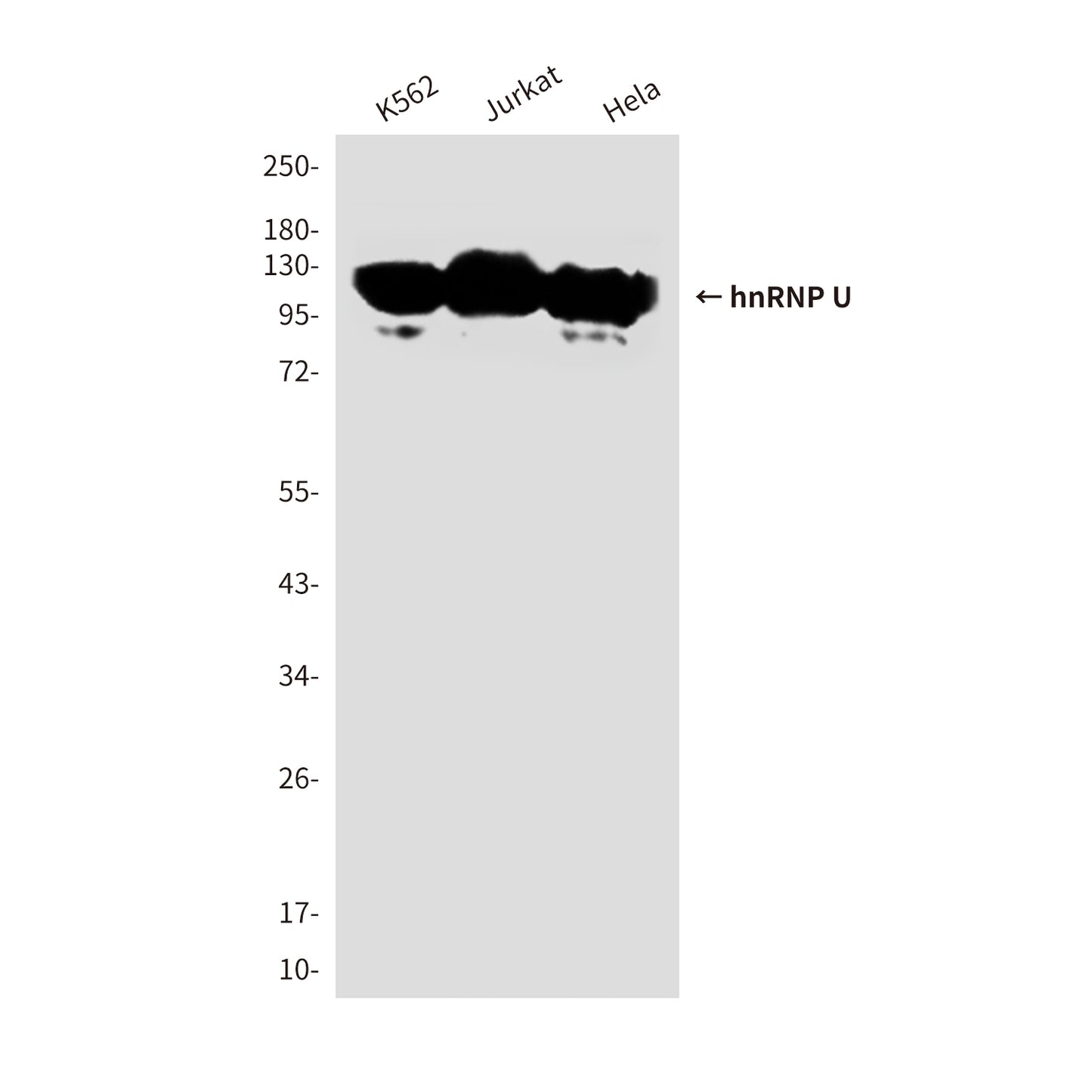 hnRNP U (1B11) Mouse Monoclonal Antibody