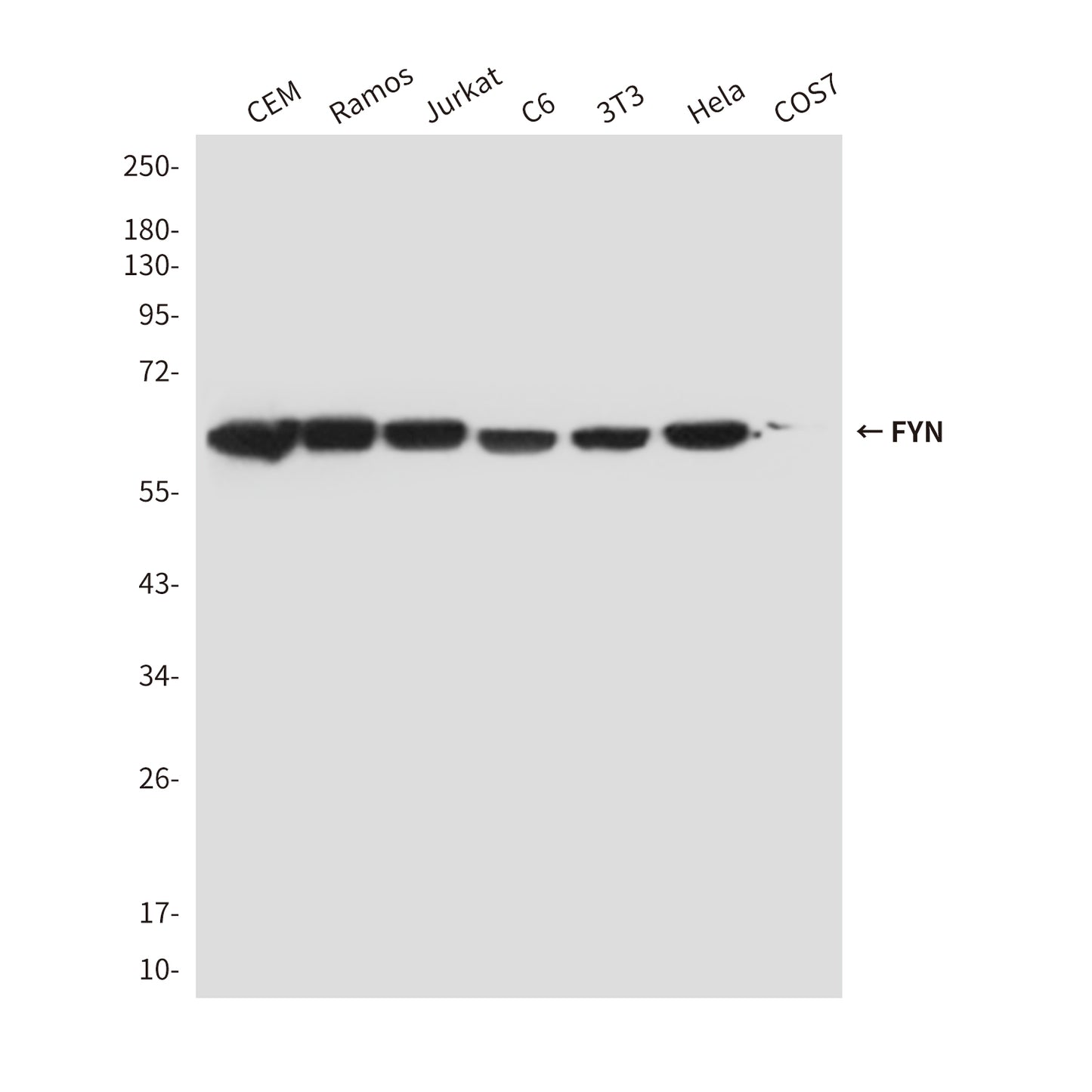 FYN (4B8) Mouse Monoclonal Antibody
