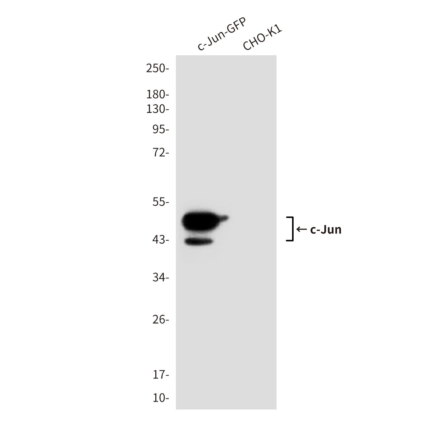 c-Jun (3B3) Mouse Monoclonal Antibody