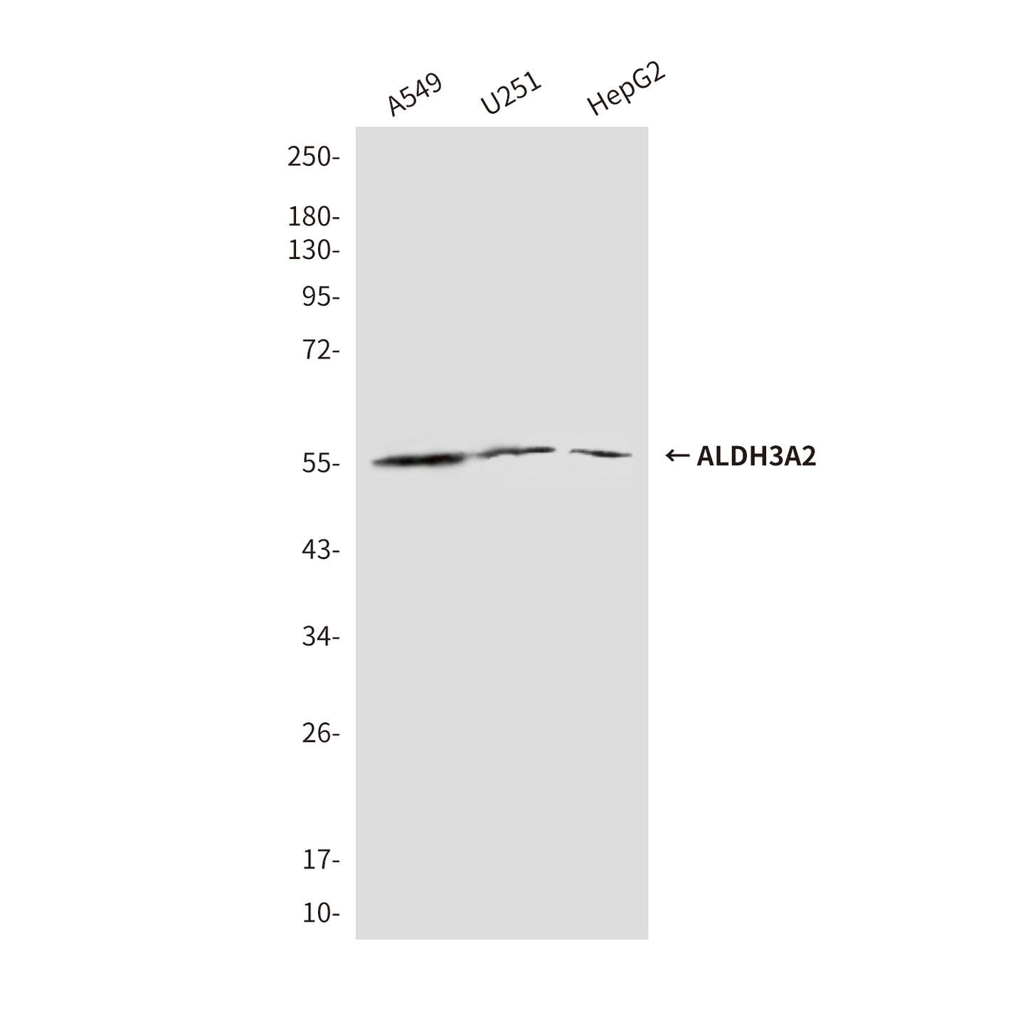 ALDH3A2 (3F7) Mouse Monoclonal Antibody