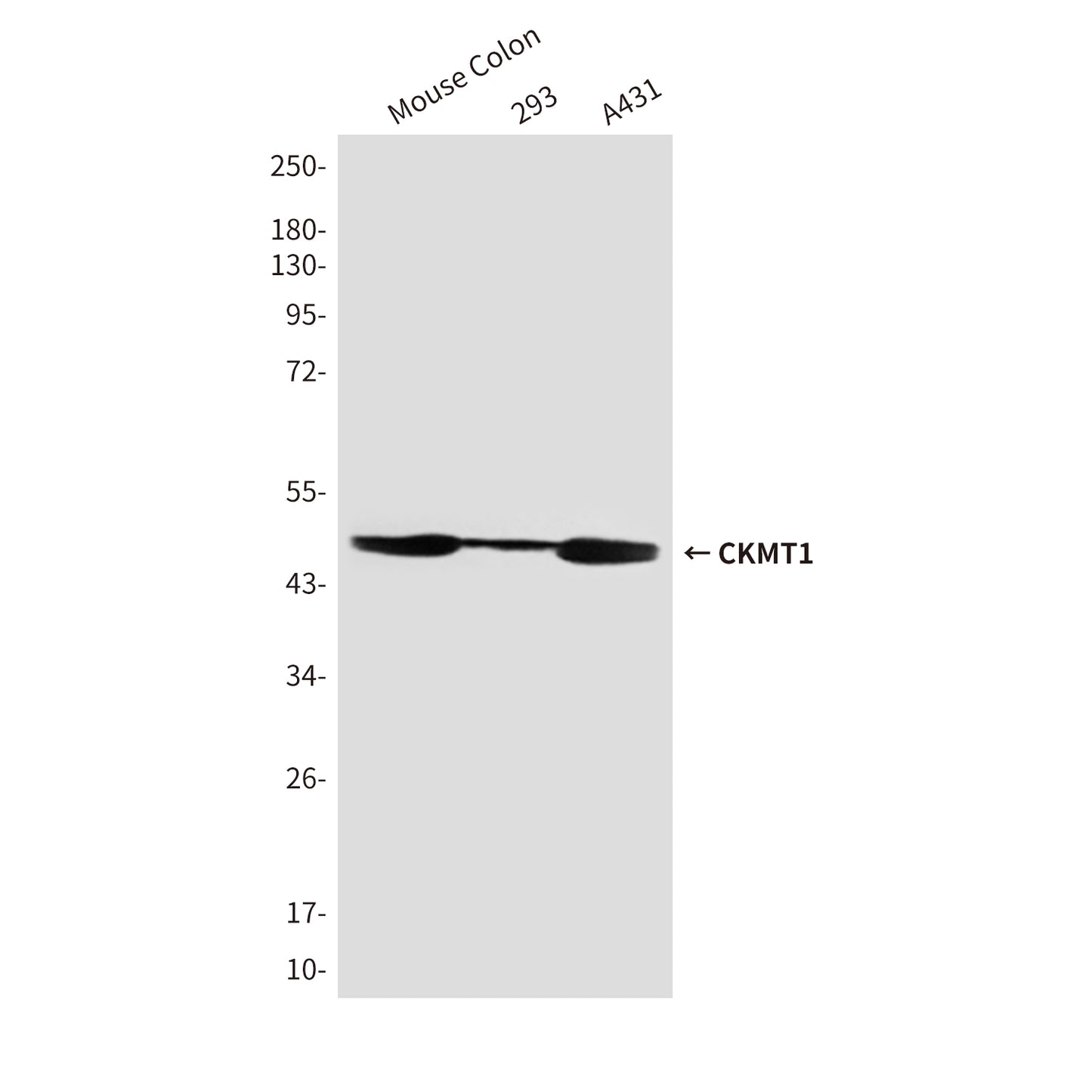 CKMT1 (1A6) Mouse Monoclonal Antibody