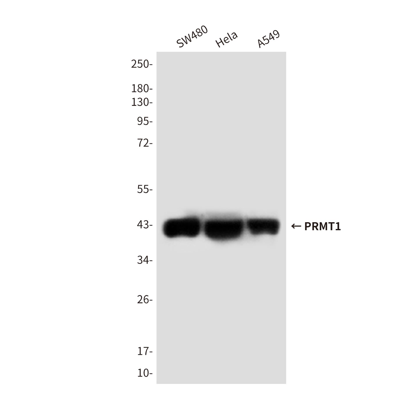 PRMT1 (4E9) Mouse Monoclonal Antibody