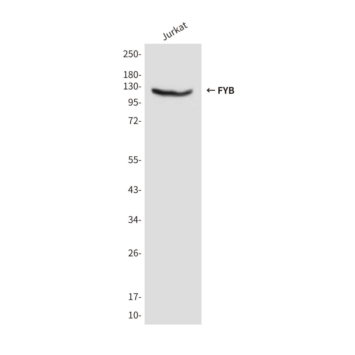 FYB (2H9) Mouse Monoclonal Antibody