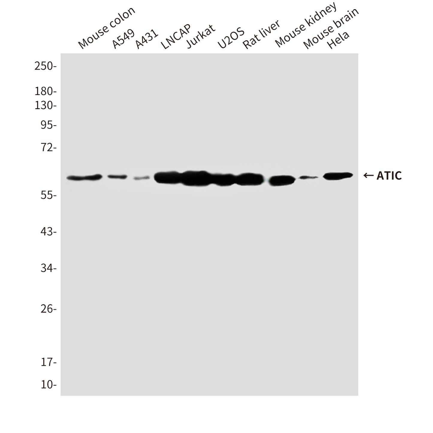ATIC (3H12) Mouse Monoclonal Antibody