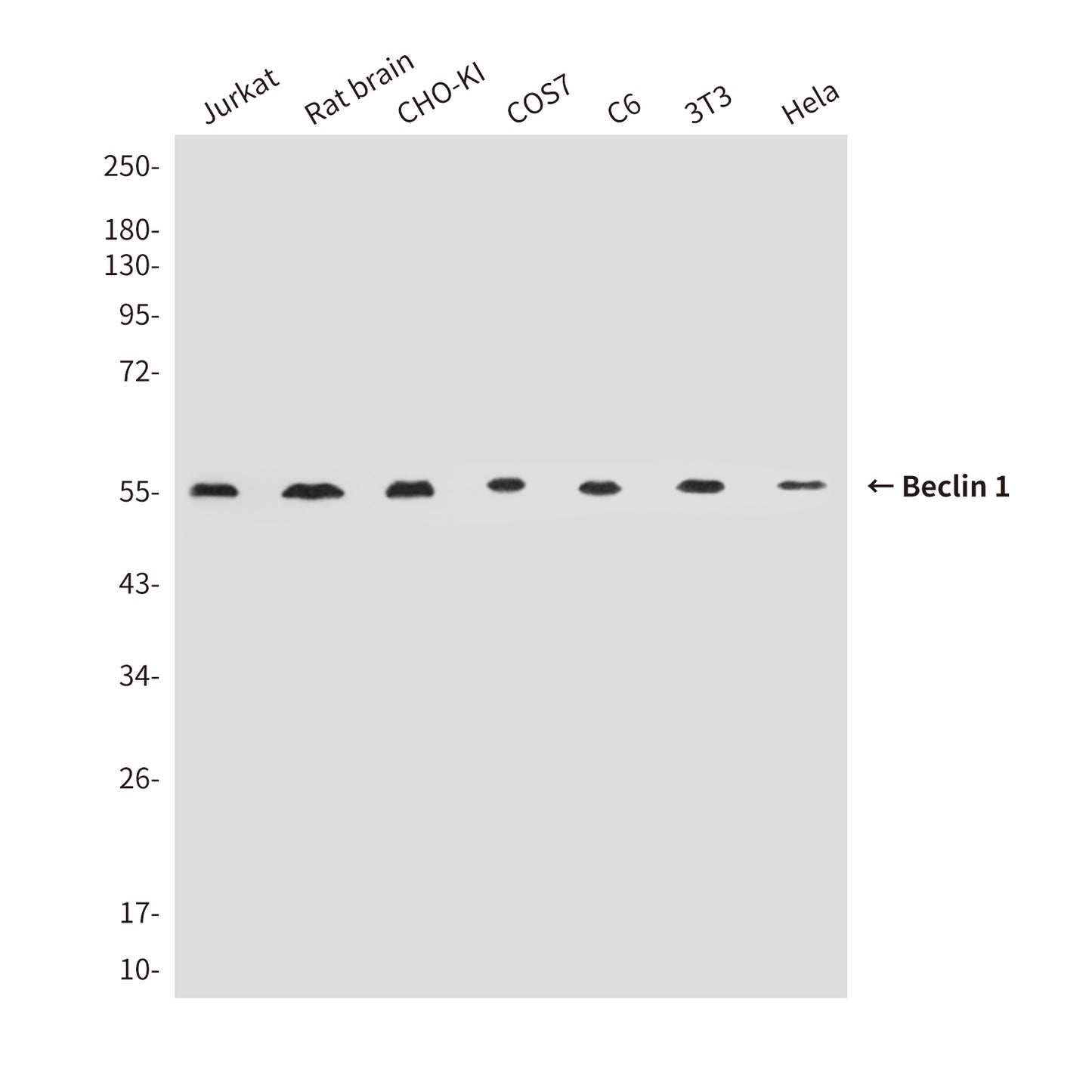 Beclin 1 (4F4) Mouse Monoclonal Antibody