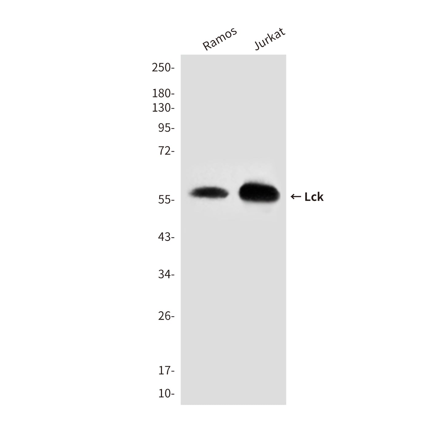 Lck (3E5) Mouse Monoclonal Antibody