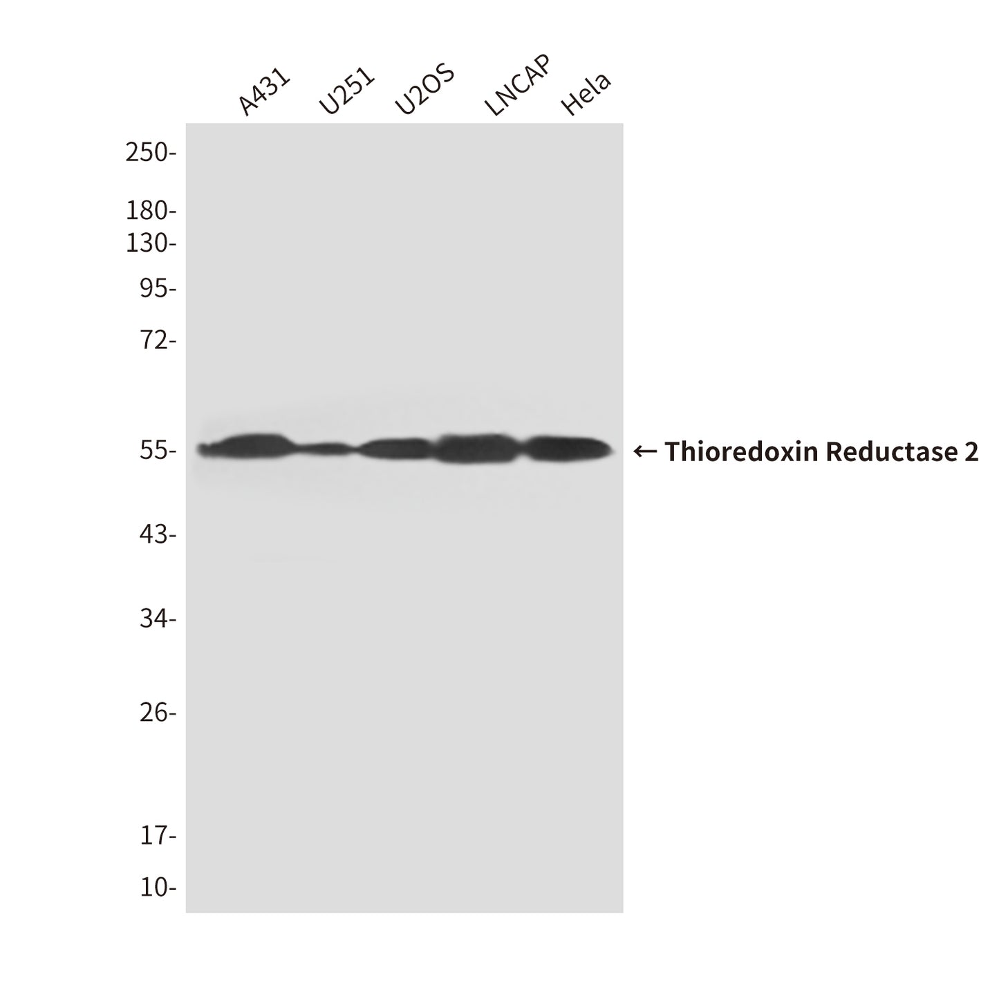 Thioredoxin Reductase 2 (3F2) Mouse Monoclonal Antibody