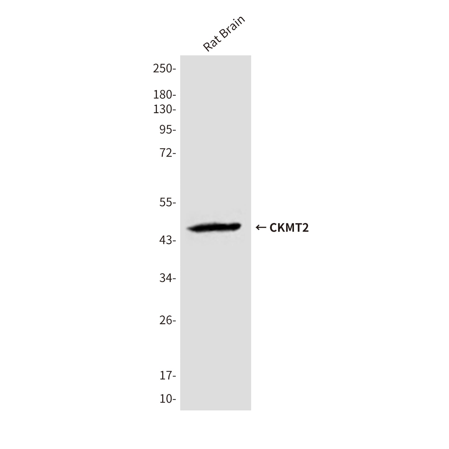 CKMT2 (3F4) Mouse Monoclonal Antibody