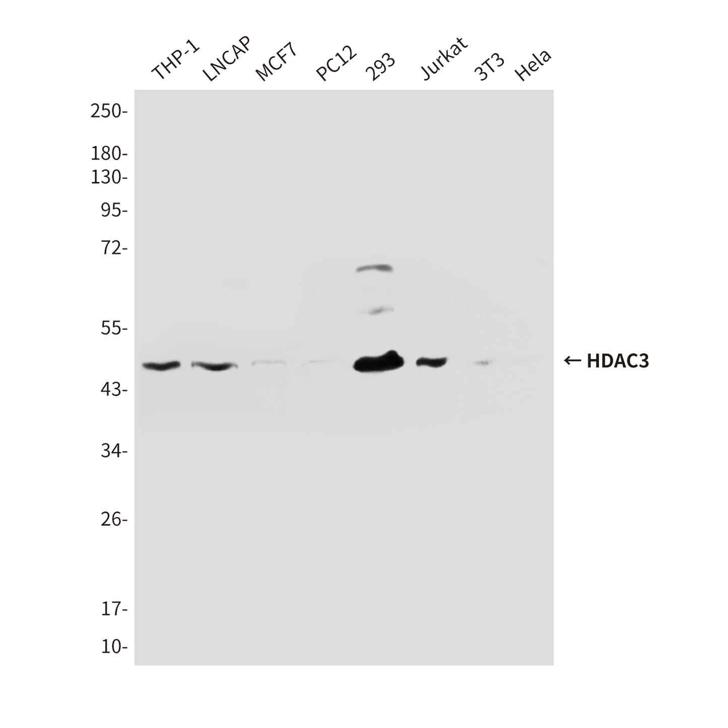 HDAC3 (3G3) Mouse Monoclonal Antibody