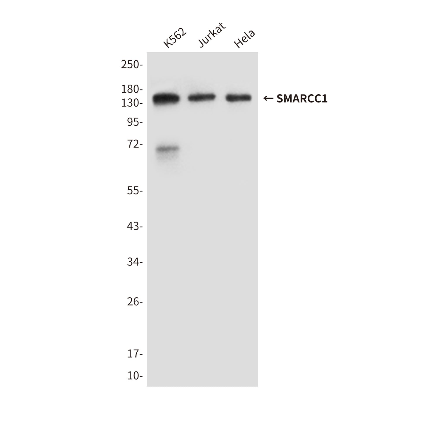SMARCC1 (2A4) Mouse Monoclonal Antibody