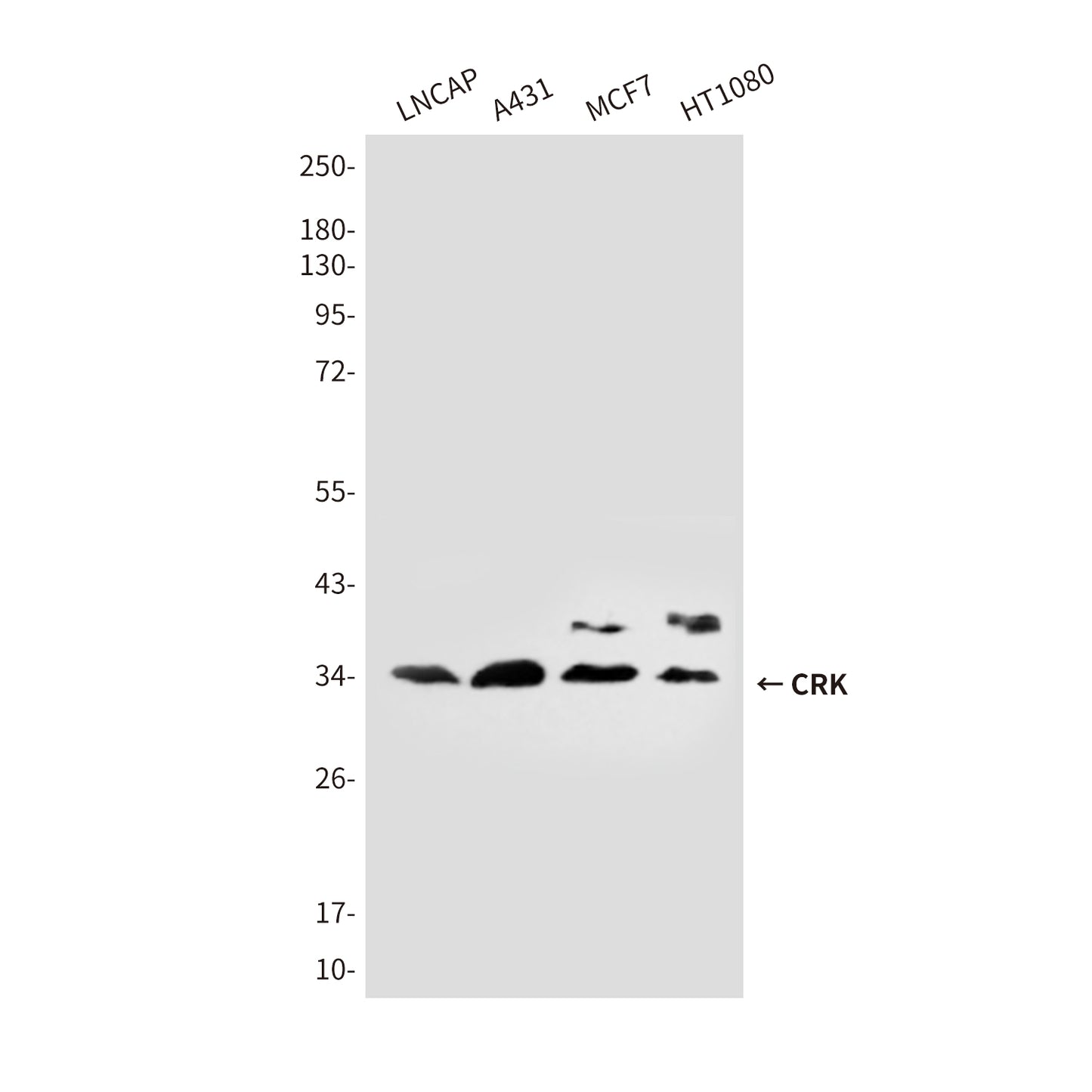 CRK (3H7) Mouse Monoclonal Antibody
