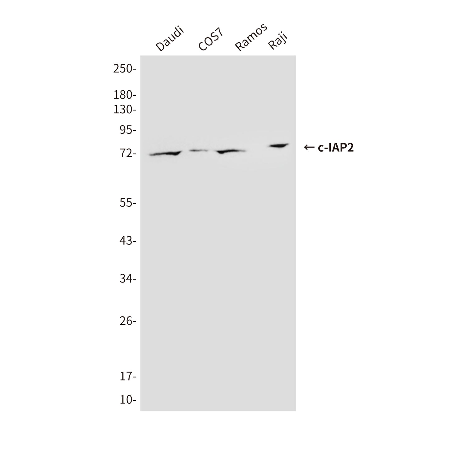 cIAP2 (1F12) Mouse Monoclonal Antibody