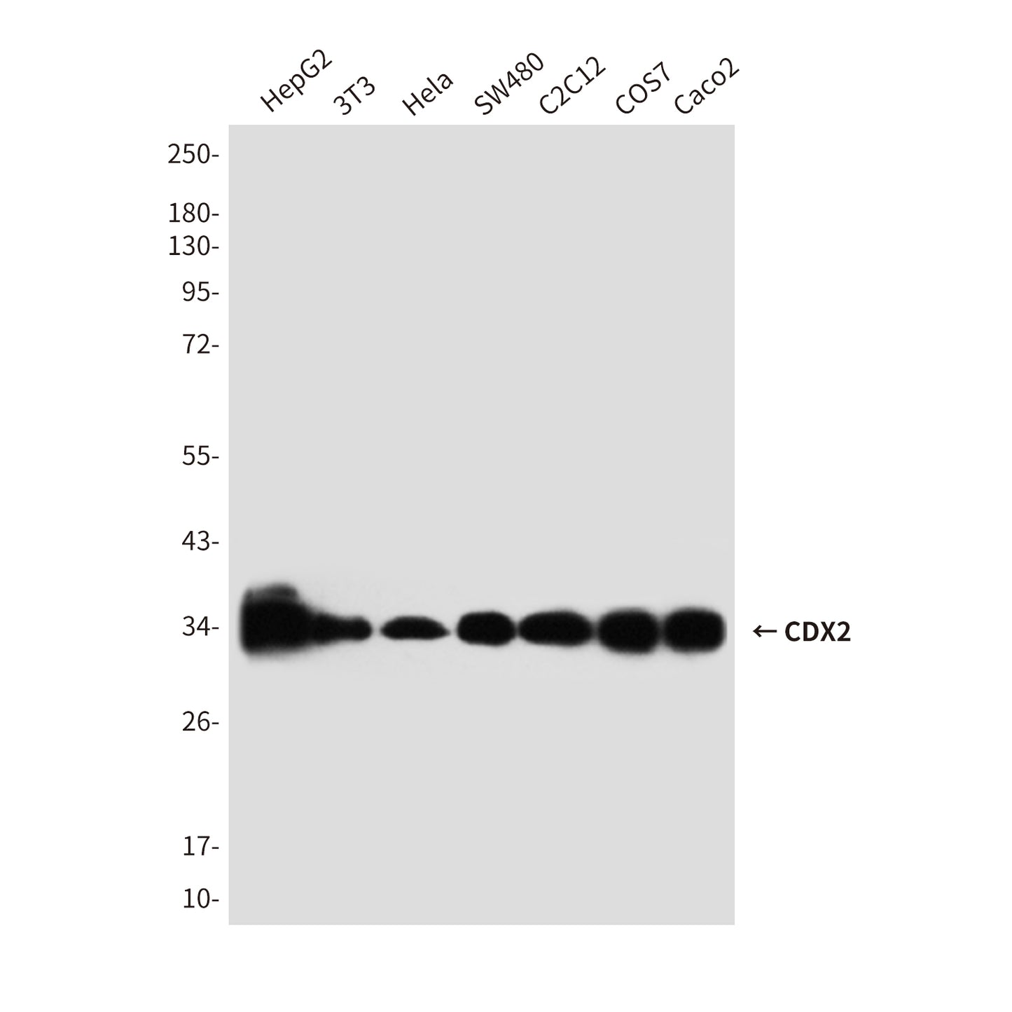CDX2 (4B9) Mouse Monoclonal Antibody