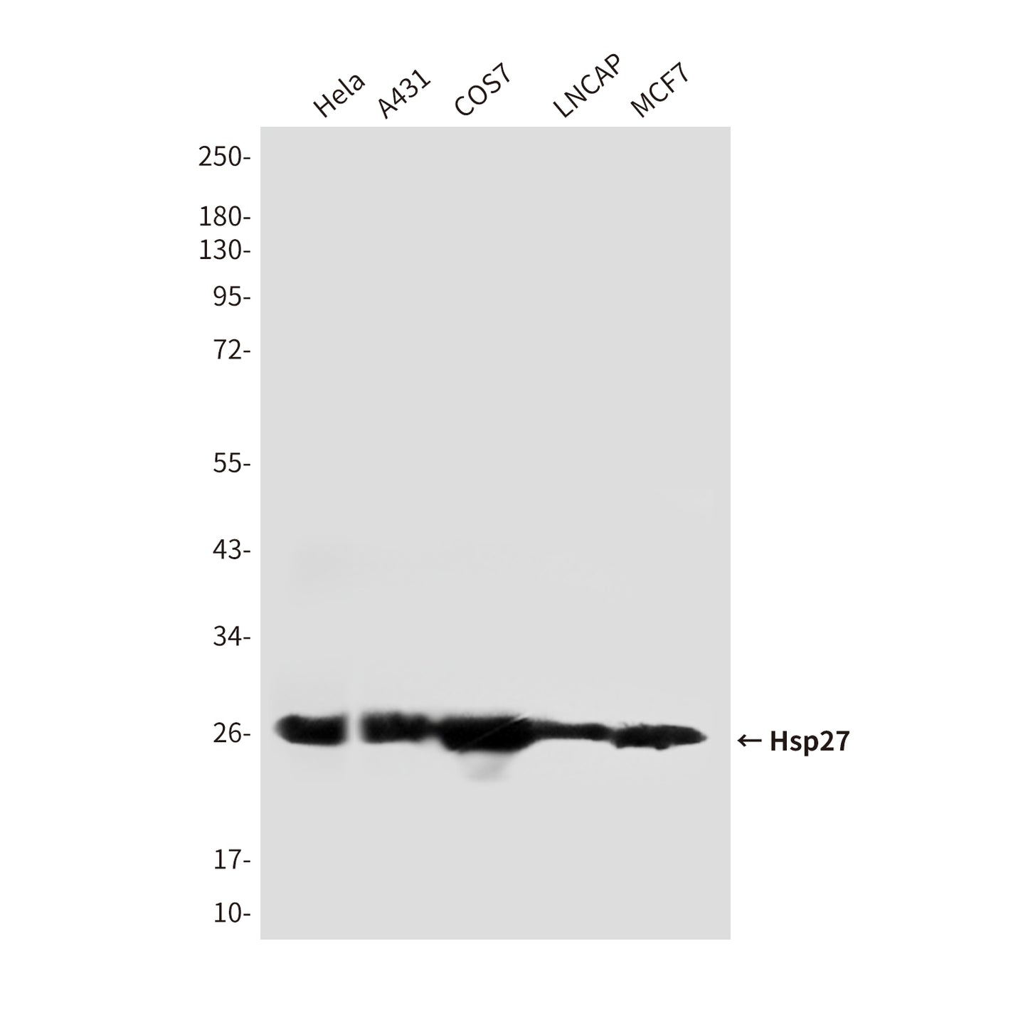 Hsp27 (7E5) Mouse Monoclonal Antibody