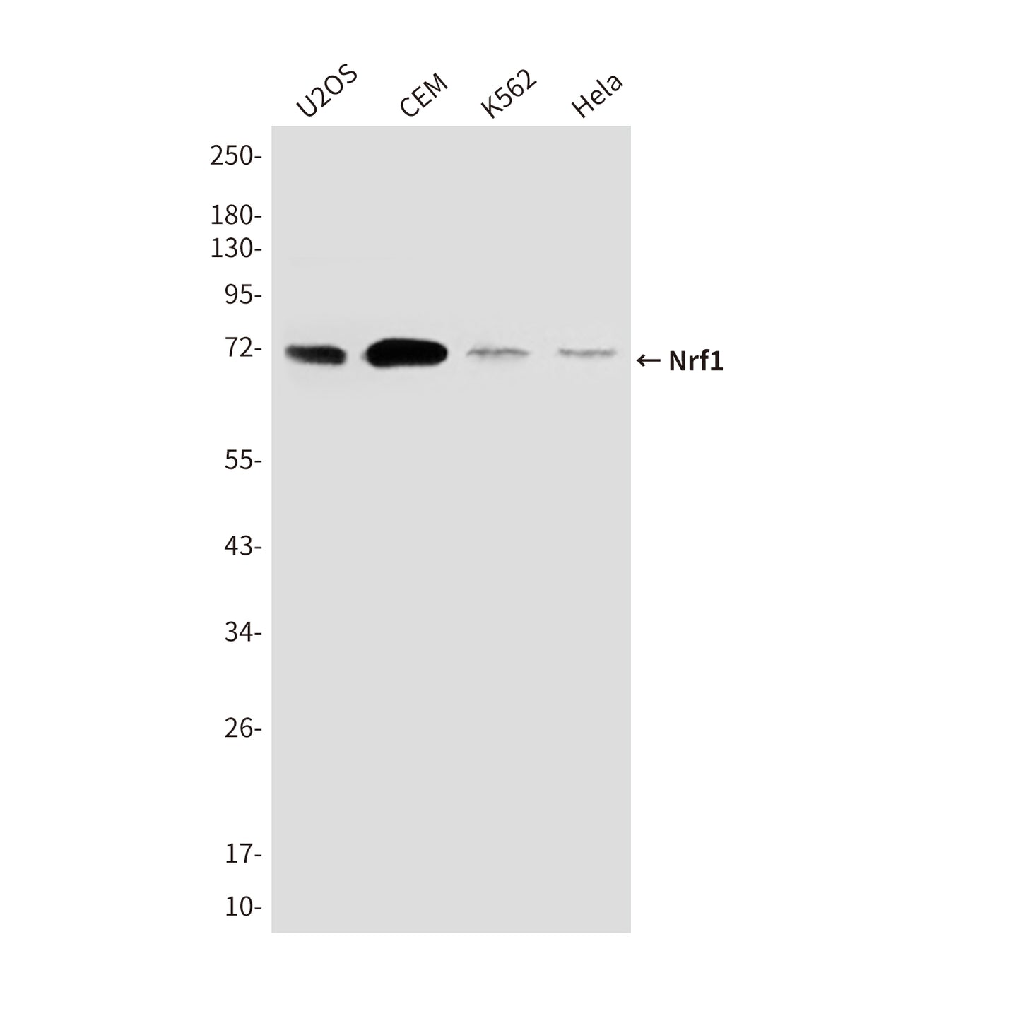 Nrf1 (9E6) Mouse Monoclonal Antibody